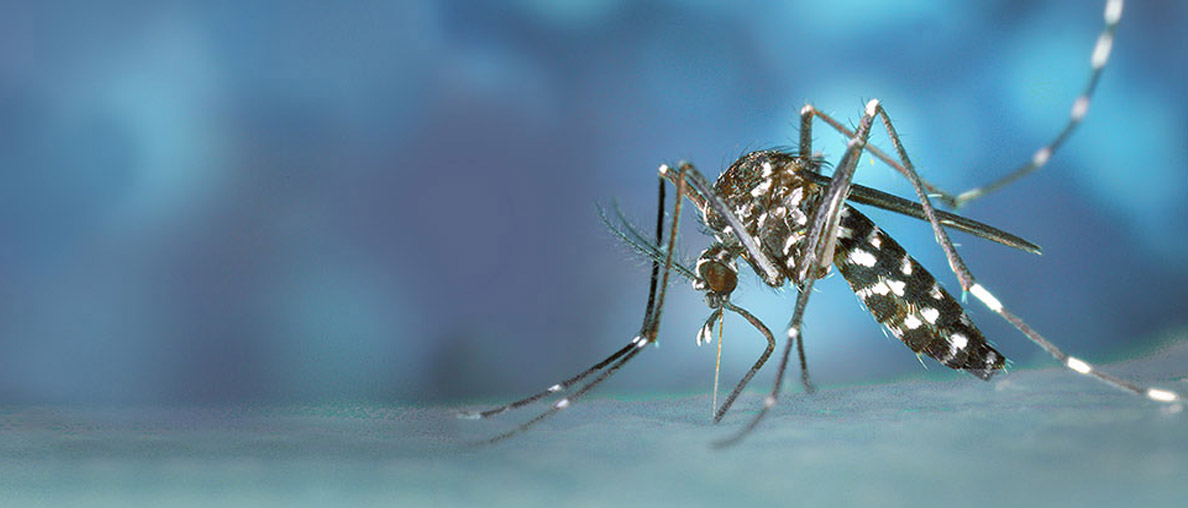 Alle Biogents mückenfalle auf einen Blick